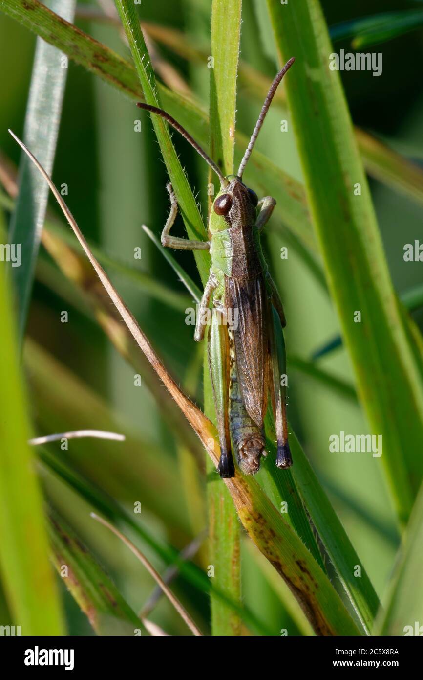 Meadow Grasshopper - Chorthippus parallelus, on grass leaf Stock Photo