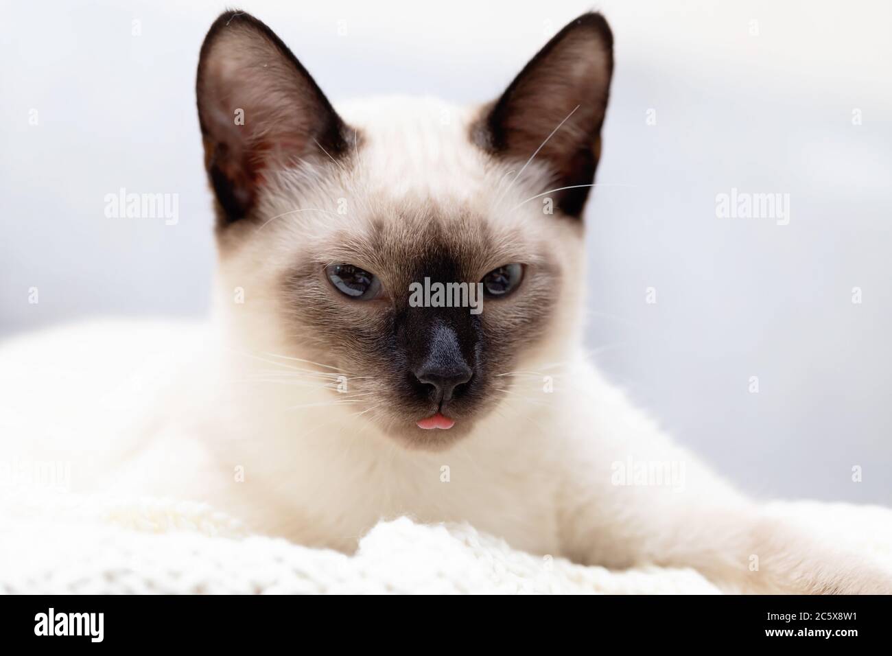 The cat is lying on the couch and funny stuck out the tip of his tongue. Stock Photo