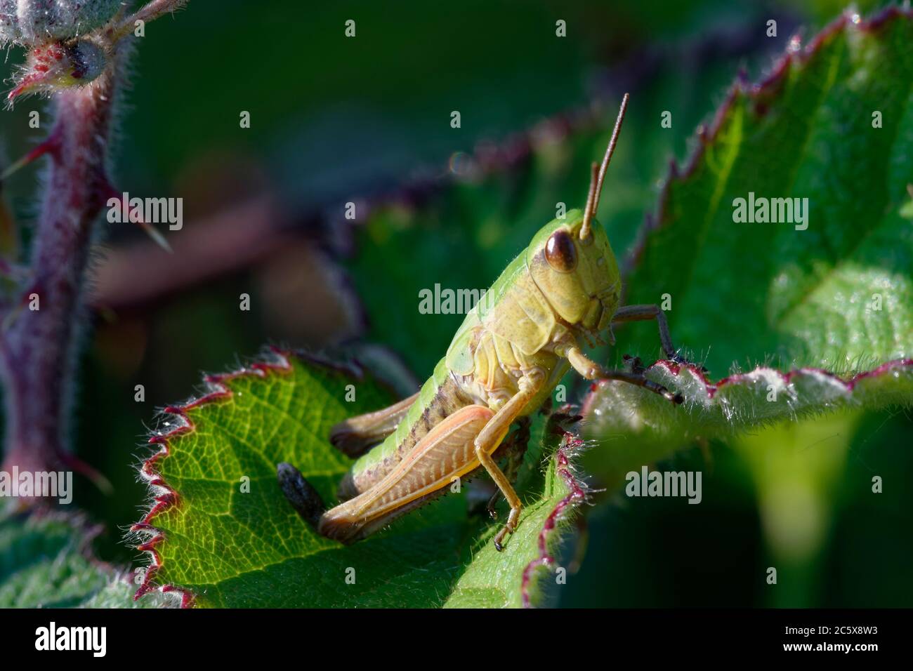 Meadow Grasshopper - Chorthippus parallelus, nymph on Bramble leaf Stock Photo