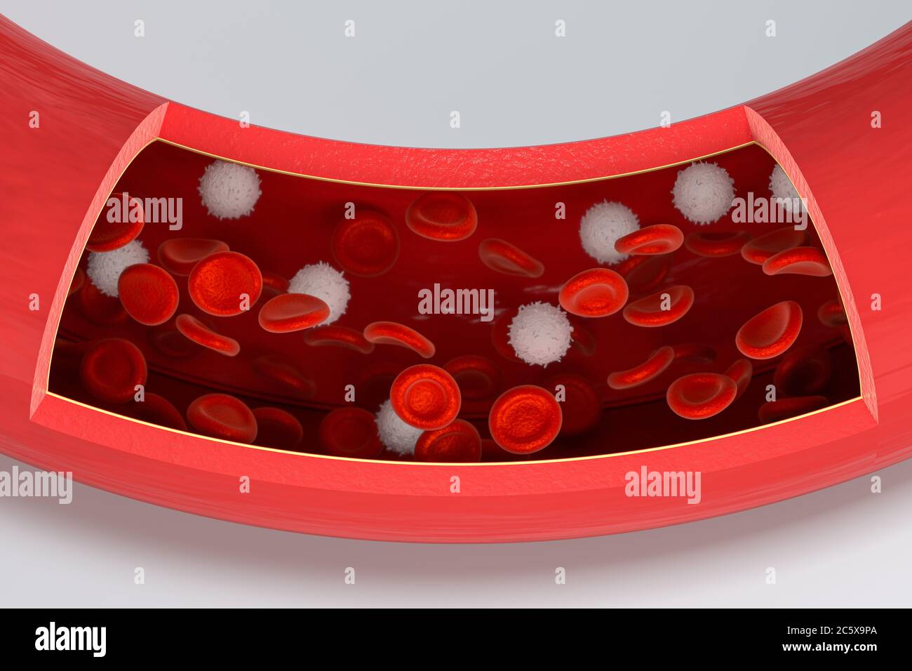 Red and white blood cells in the blood vessel, 3d rendering. Computer ...