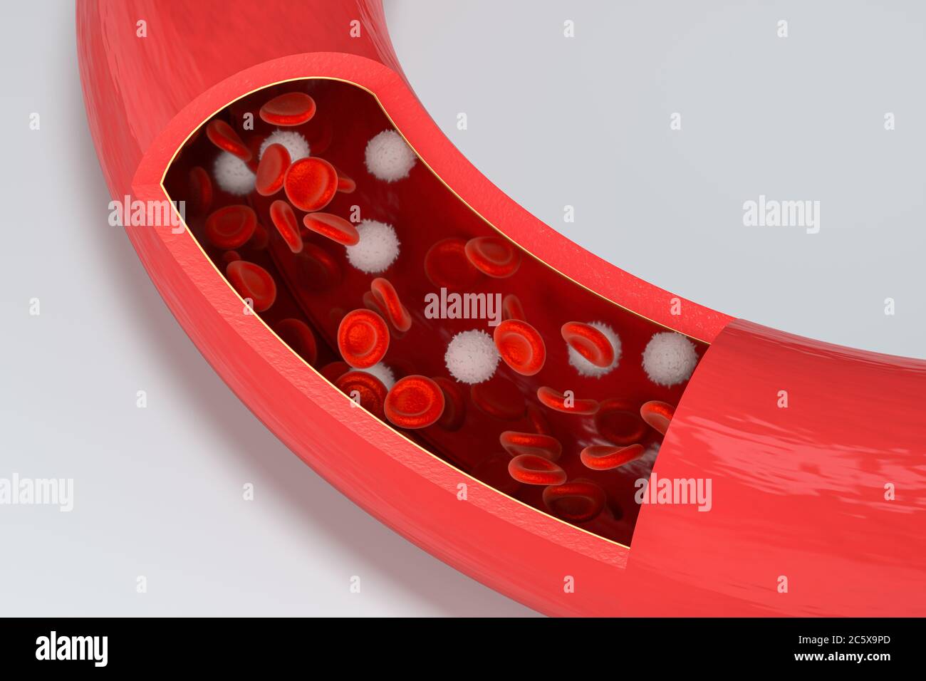 Red and white blood cells in the blood vessel, 3d rendering. Computer ...