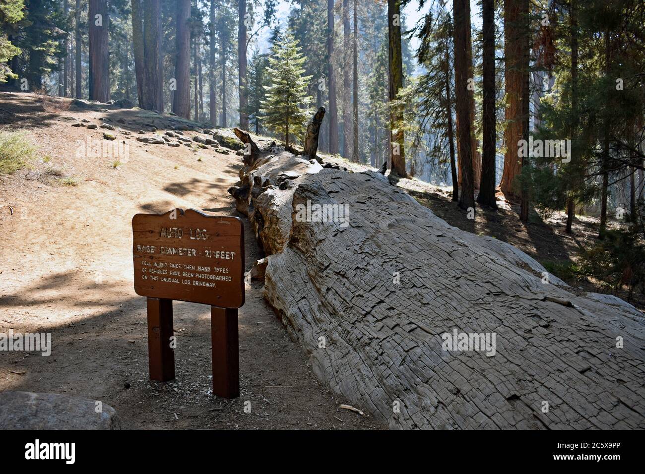The Auto Log, A fallen sequoia tree (Sequoiadendron giganteum) driven on by cars in the past.  An interpretive sign next to the fallen tree. Stock Photo