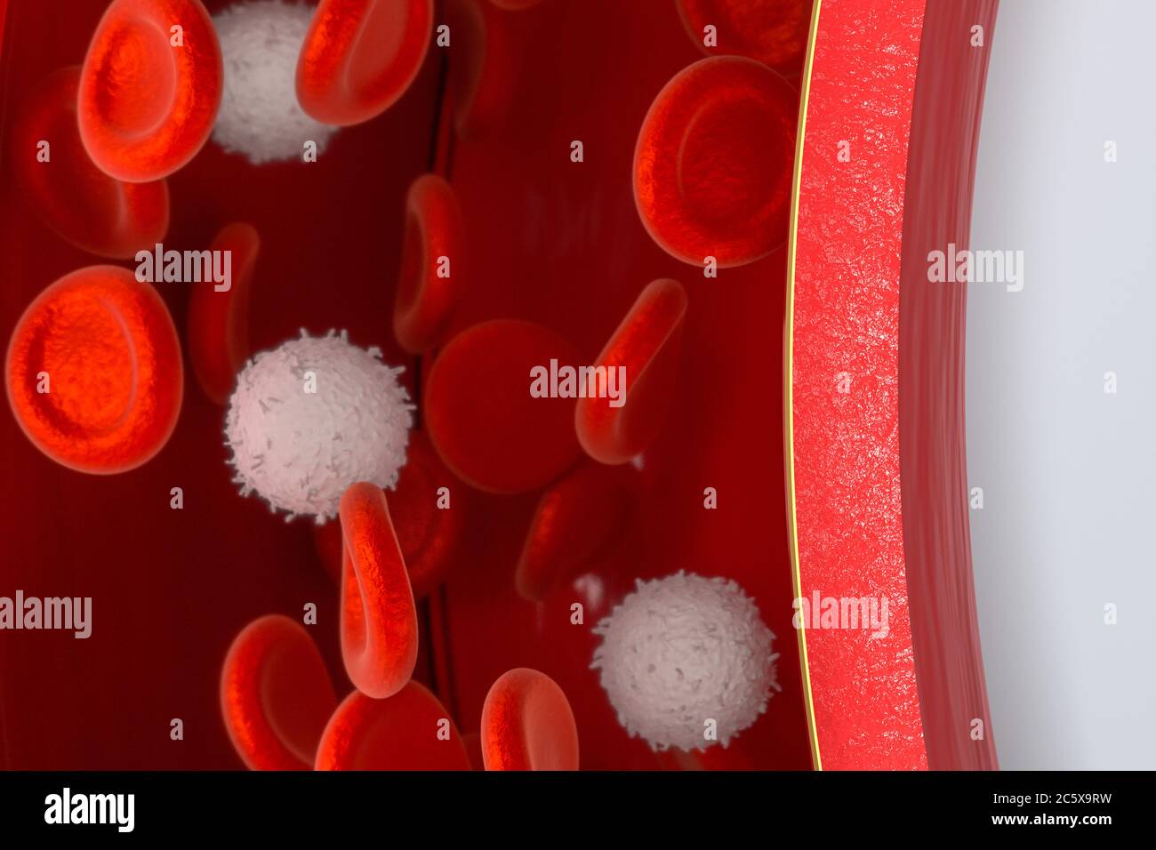 Red and white blood cells in the blood vessel, 3d rendering. Computer ...