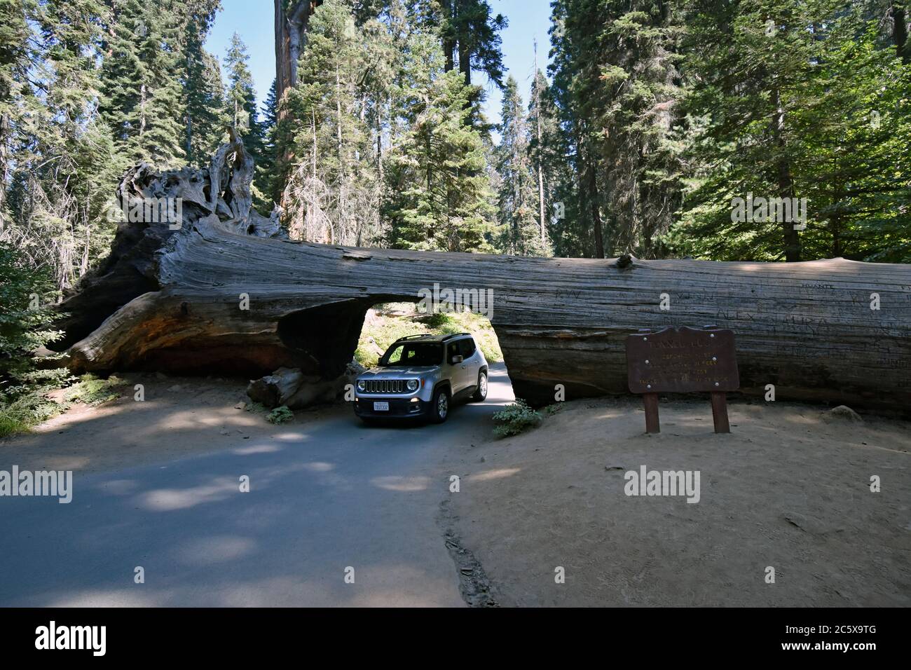A silver jeep car driving through tunnel log, a fallen, dead sequoia tree (Sequoiadendron giganteum) in Sequoia National Park, California Stock Photo