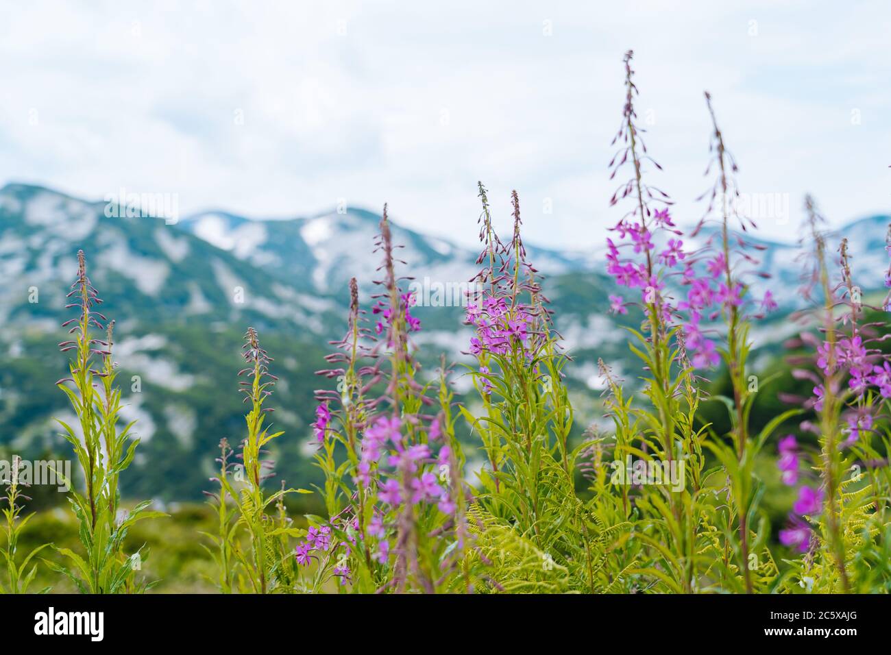 Swiss Alps Valley with Flowers. Campanula cochleariifolia wildflower in Alp meadow landscape. Beautiful view of idyllic alpine mountain scenery with blooming meadows on a beautiful sunny summer day Stock Photo