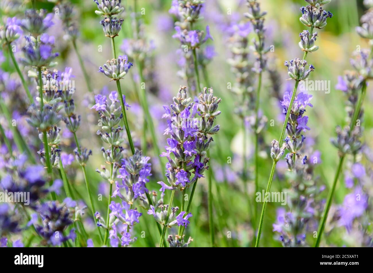 Purple lavender flowers in garden or in field on sunny summer day. Fragrant flowers with blurred green grass in the background Stock Photo