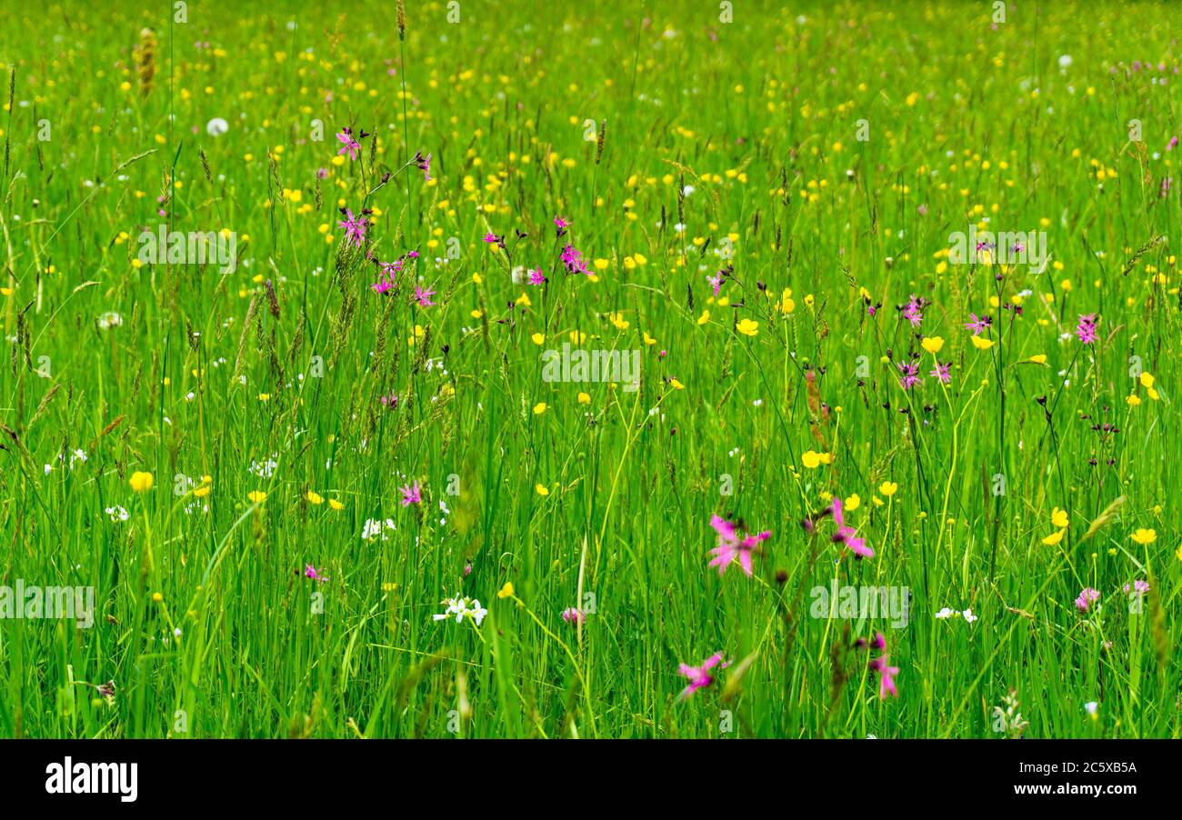 Mowing meadow wildflowers hi-res stock photography and images - Alamy