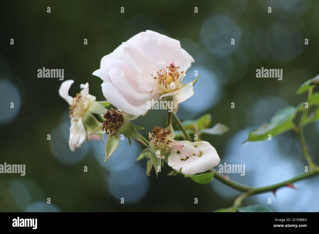 You can see a badly bitten pink rose petal with many holes through it among fading pink roses that are not intact Stock Photo