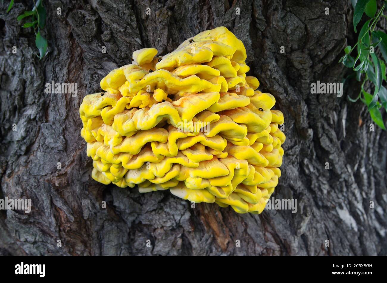 Brightly colored bracket fungus (Laetiporus sulphureus) on tree. Also known as 'Chicken of the woods'. Infested with bugs. Shot in Eastern Europe, Ukr Stock Photo