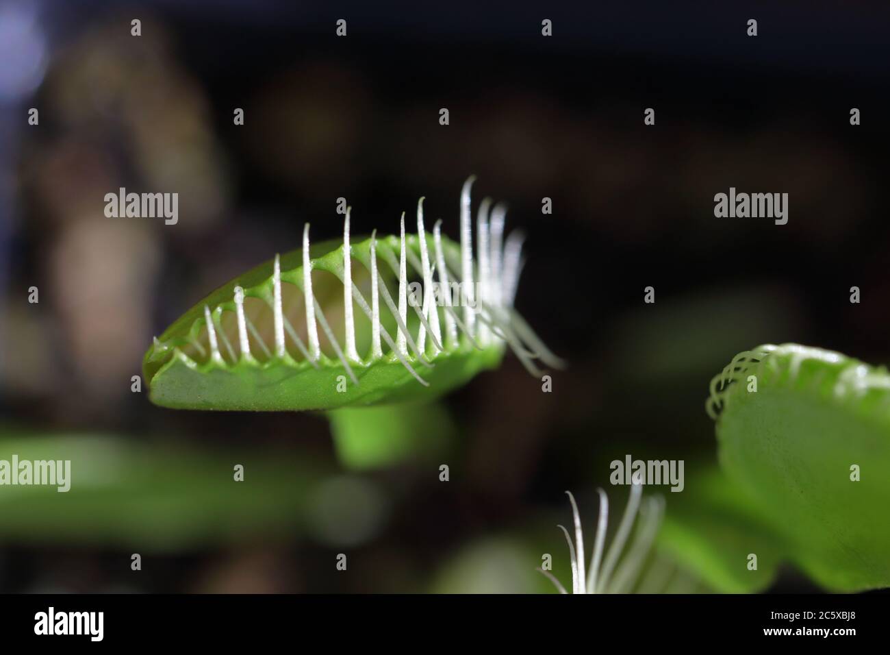 Venus fly trap(Dionaea muscipula) plant with a fly caught in its closed leaf Stock Photo