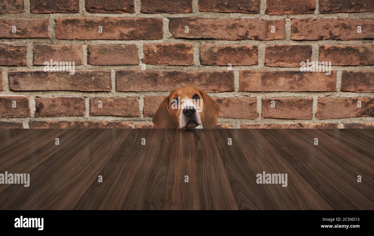 curious dog peeking the table from below. 3d rendering Stock Photo