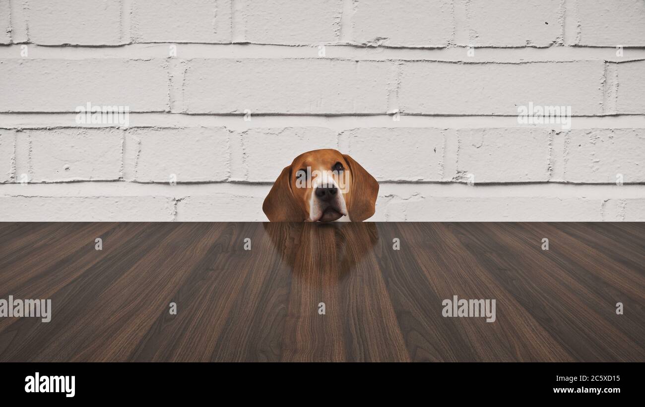 curious dog peeking the table from below. 3d rendering Stock Photo