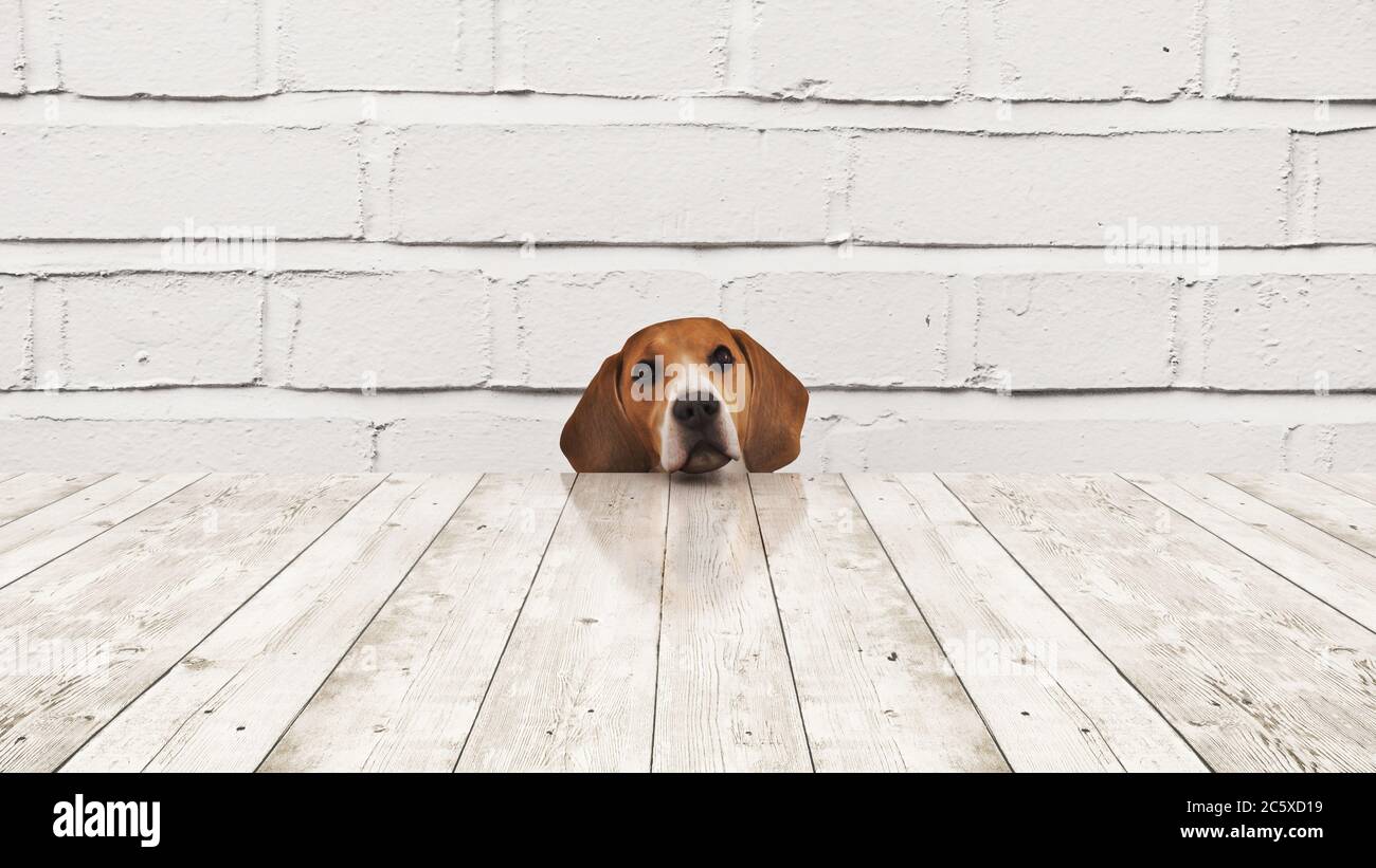 curious dog peeking the table from below. 3d rendering Stock Photo