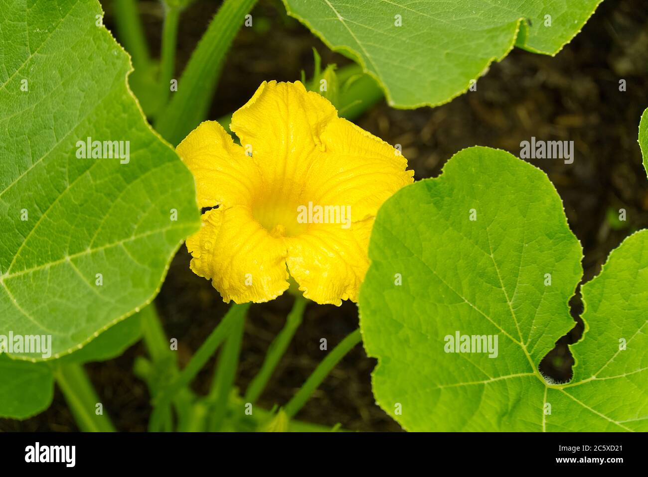 Pumpkin flower in the backyard of garden. Growing organic pumpkin Stock ...