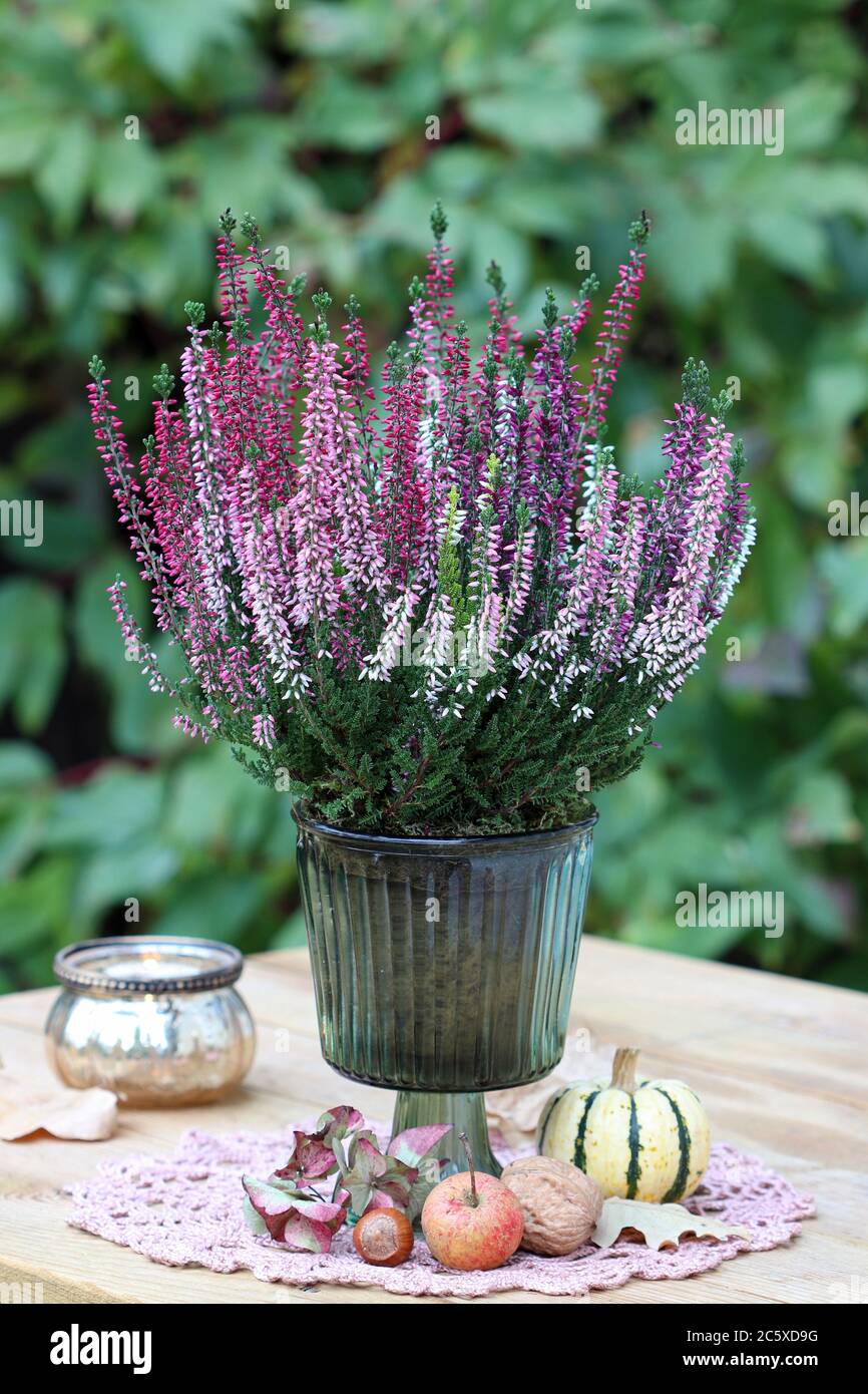 autumn garden decoration with heather flower in glass vase Stock Photo