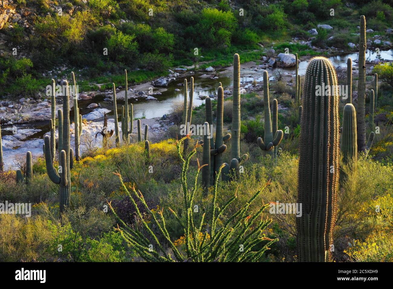 Coronado National Forest  AZ / APR Last light on a placid section of Tanque Verde Crk beyond a line of Saguaro cacti scattered brittlebush & ocotillo Stock Photo