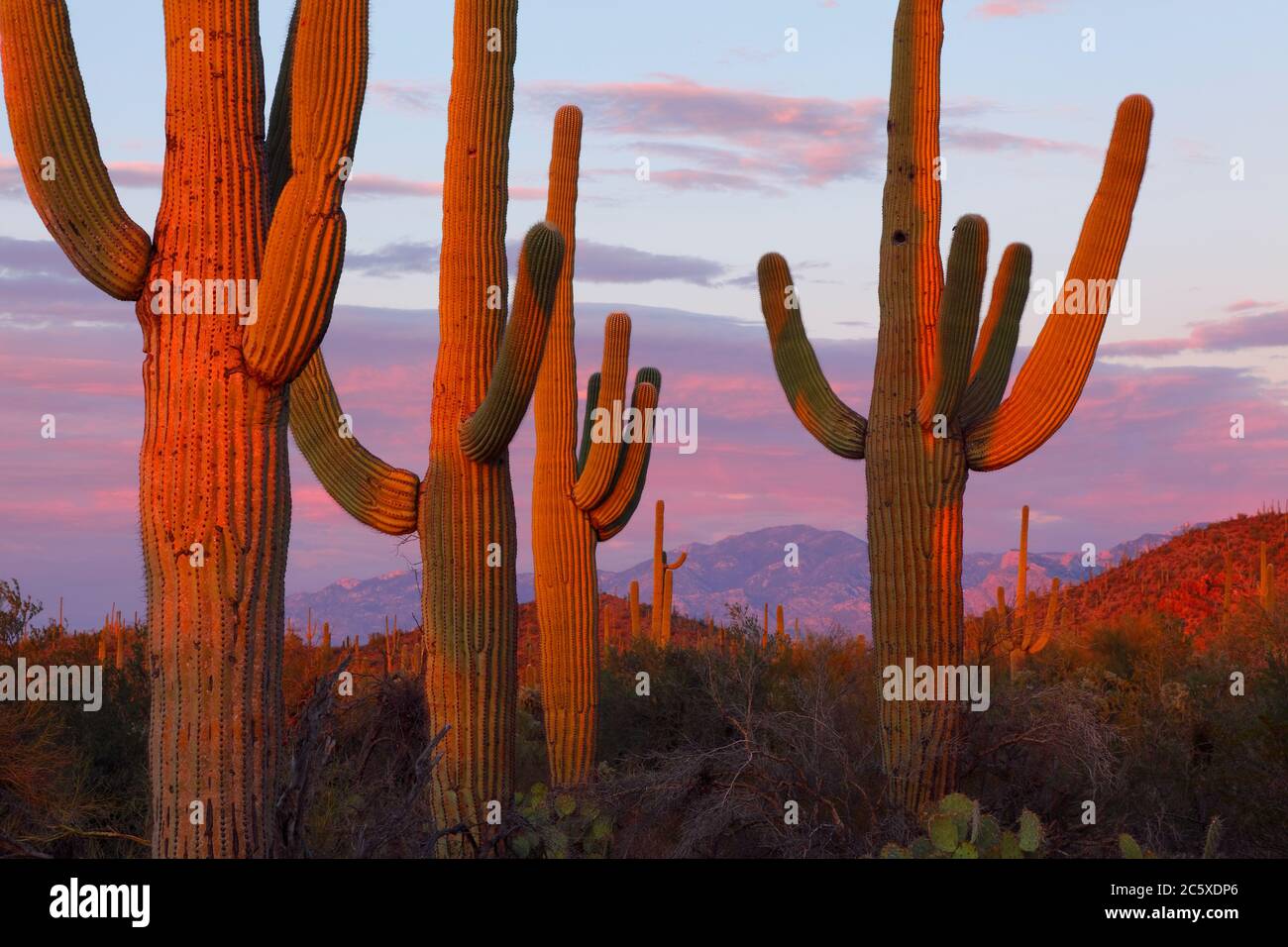 Saguaro National Park  (west unit)  AZ / OCT Last light reddens a stand of mature Saguaro Cacti backed by the Santa Catalina Mountains below a sky of Stock Photo
