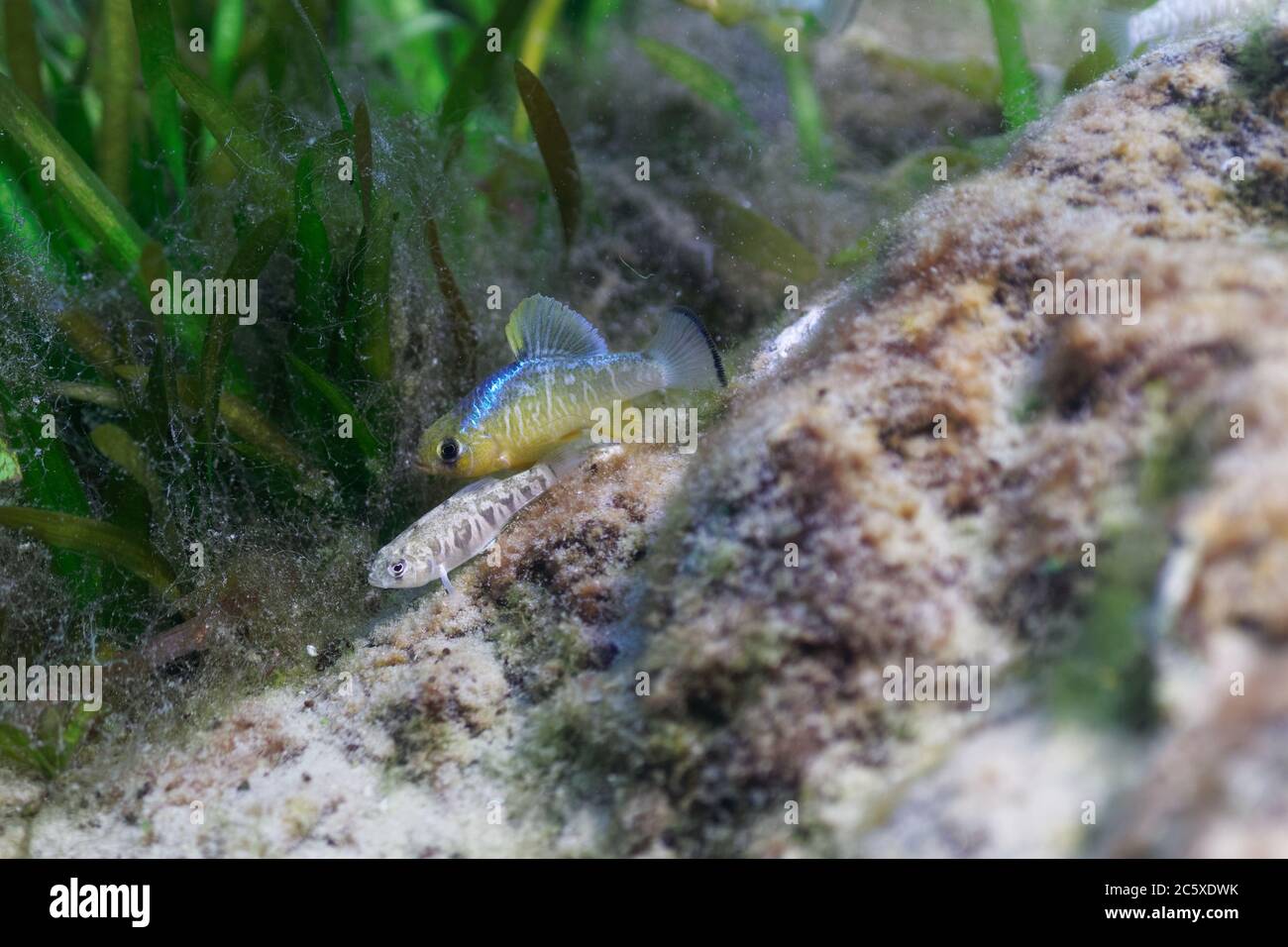 https://c8.alamy.com/comp/2C5XDWK/wild-male-and-female-sheepshead-minnows-cyprinodon-variegatus-spawn-in-a-central-florida-spring-sheepshead-minnows-are-popular-aquarium-fish-2C5XDWK.jpg
