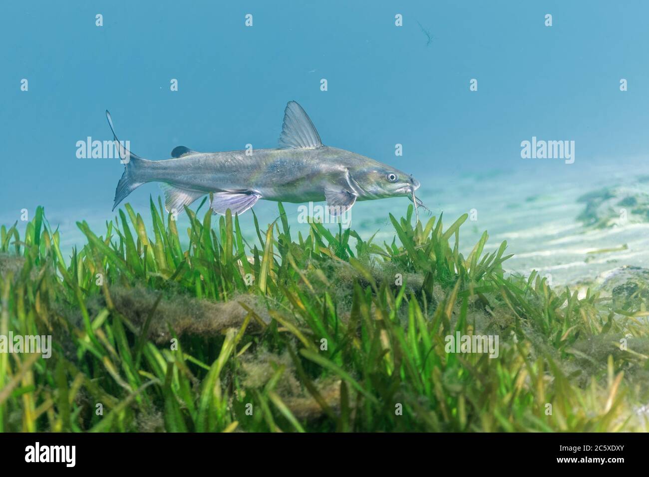 Florida Sea Grass Underwater High Stock Photography and Images - Alamy