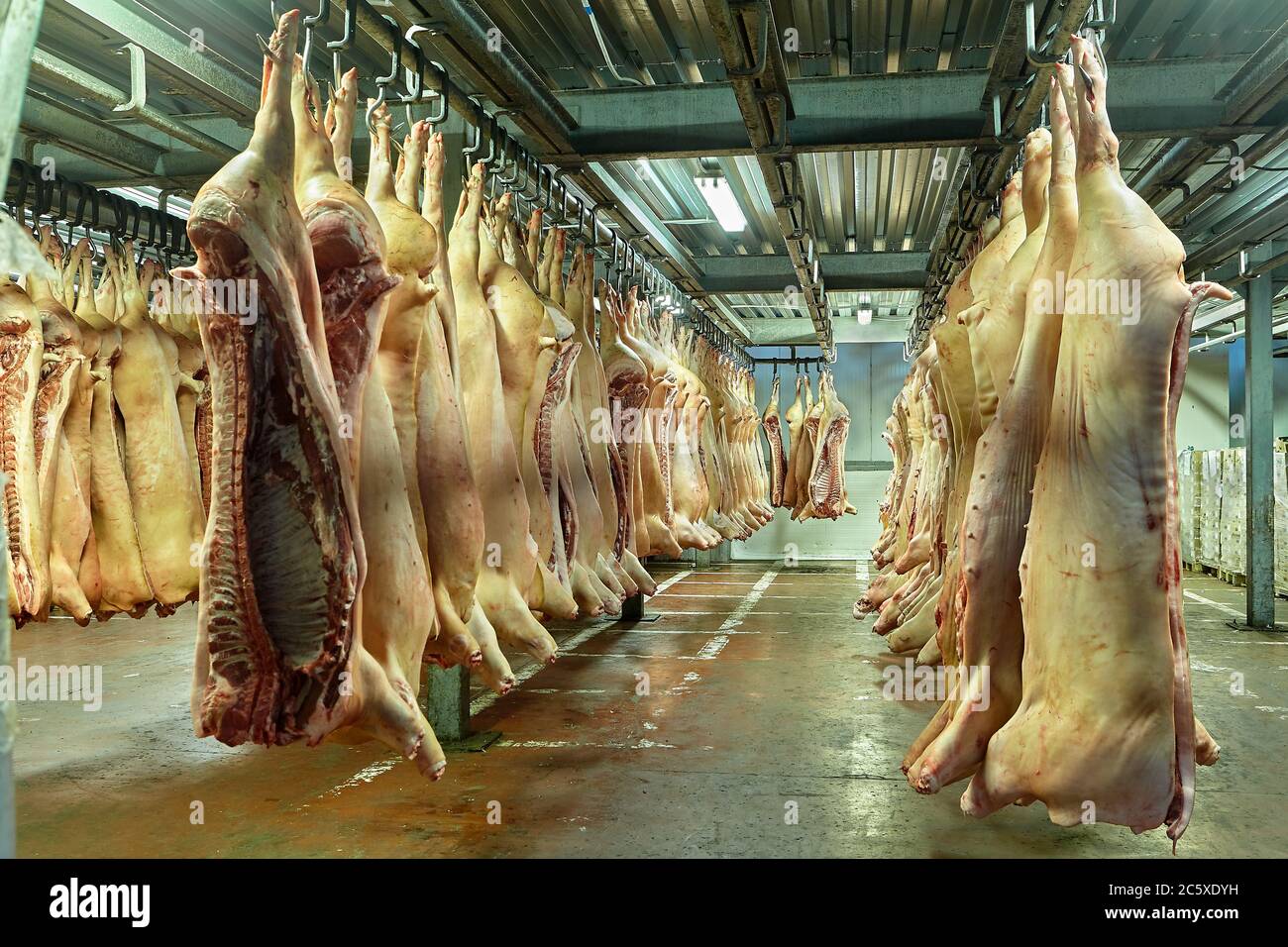 https://c8.alamy.com/comp/2C5XDYH/slaughterhouse-or-butchery-halves-of-pork-carcasses-hanging-on-hooks-in-a-cold-storage-warehouse-frozen-red-meat-in-the-refrigerator-products-of-th-2C5XDYH.jpg