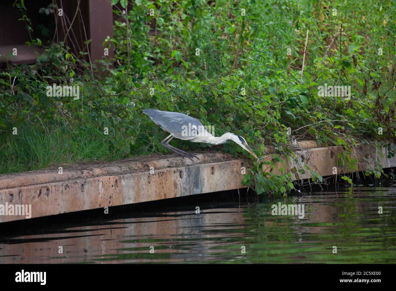 Grey Heron, Ardea cinerea, Single adult hunting along edge of an urban canal. West Midlands. UK Stock Photo