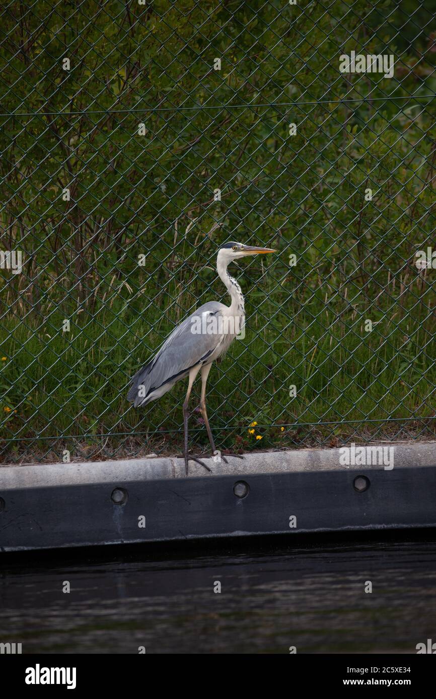 Grey Heron, Ardea cinerea, Single adult perched on bank of an urban canal. West Midlands. UK Stock Photo