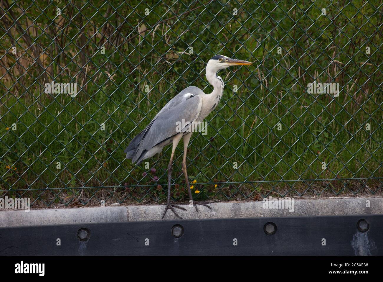 Grey Heron, Ardea cinerea, Single adult perched on bank of an urban canal. West Midlands. UK Stock Photo