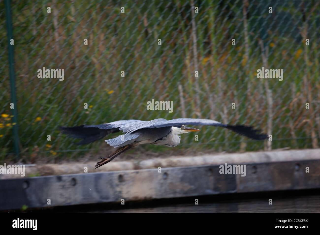 Grey Heron, Ardea cinerea flying along an urban canal. West Midlands. UK Stock Photo
