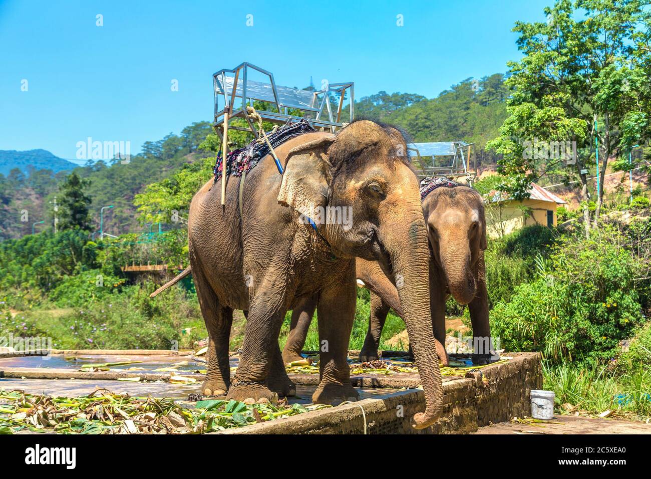 Elephants farm in sri lanka hi-res stock photography and images - Alamy