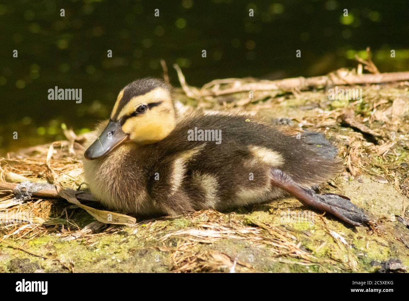 Duckling sitting or laying down in the sun stretching its leg out, Anas platyrhynchos, mallard, waterfowl, anatidae, bird, UK, England Stock Photo