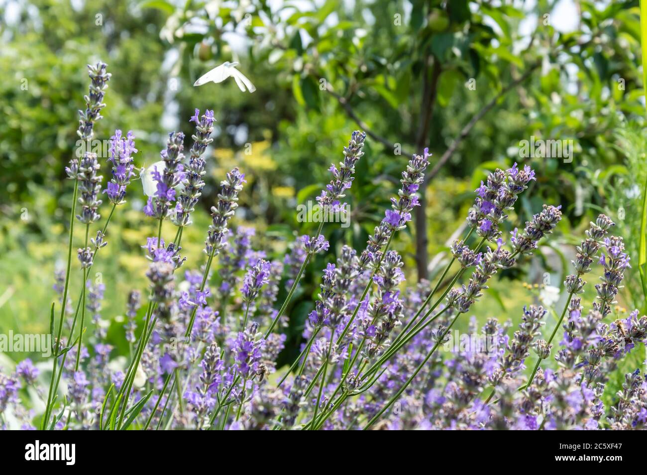 Purple lavender flowers in garden on sunny summer day. Fragrant flowers with blurred green grass in the background Stock Photo