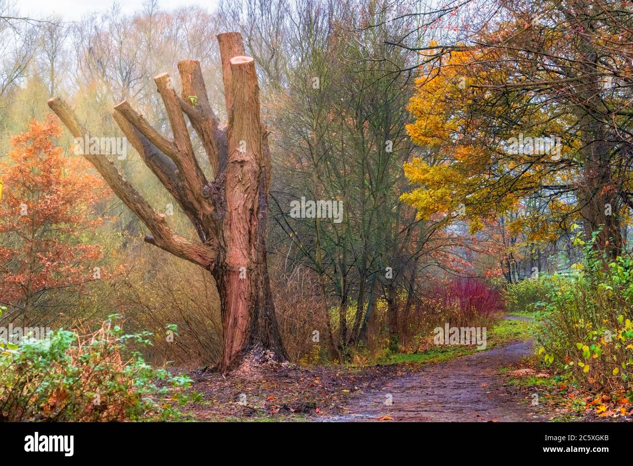 Tree stump in the side sunshine - path with bushes and autumnal foliage Stock Photo