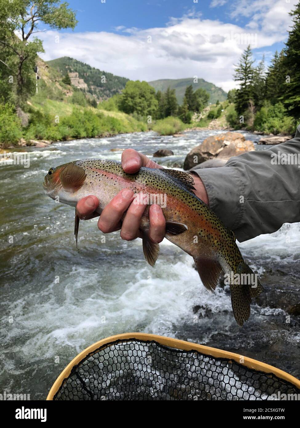 A man holds a rainbow trout over a flowing river with trees, mountains and blue skies in the background. He has caught the fish while fishing. Stock Photo