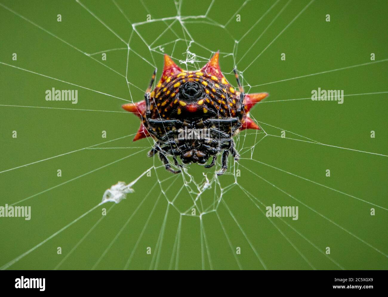 Palm spiders hires stock photography and images Alamy