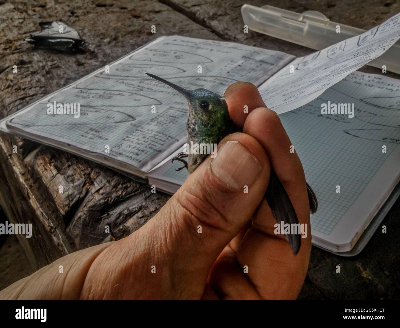 An experienced  ornithologist taking area wings measures from a hummingbird thus create conservation iniciatives. Stock Photo