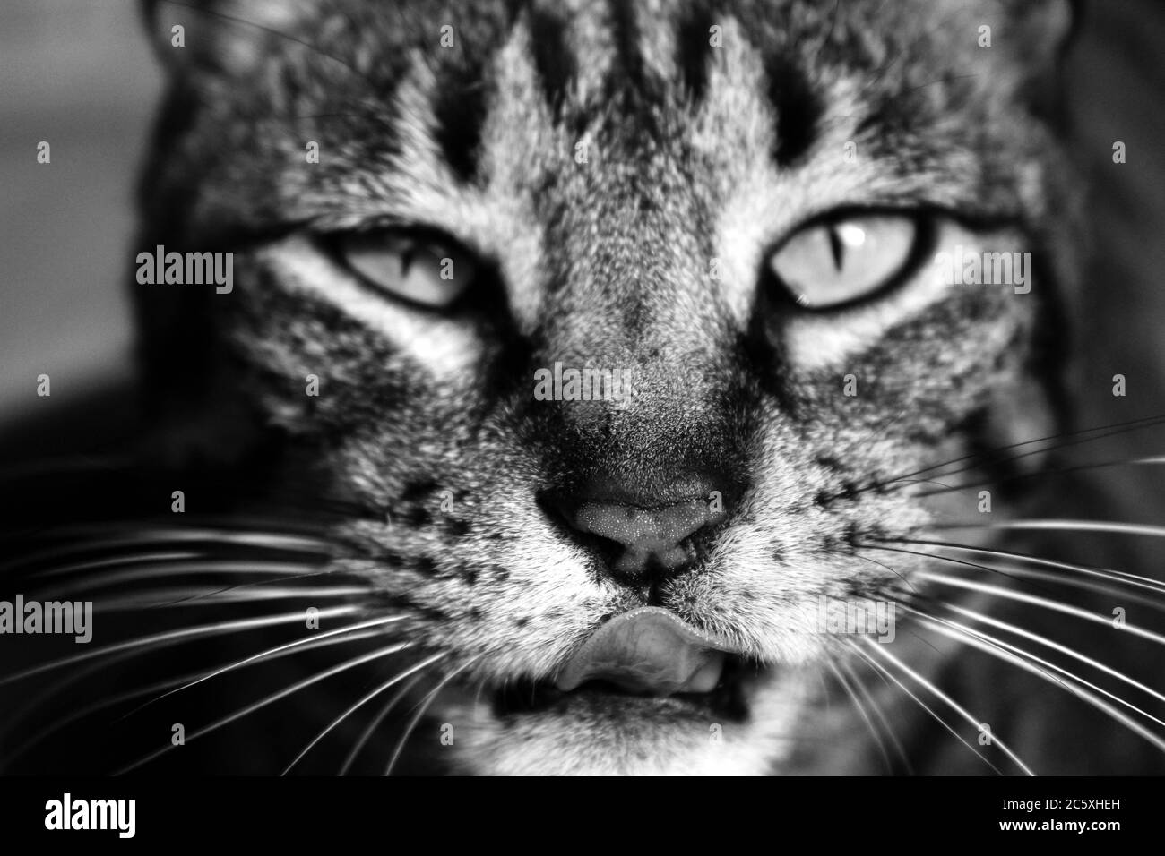 black and white cat licking lips images Stock Photo