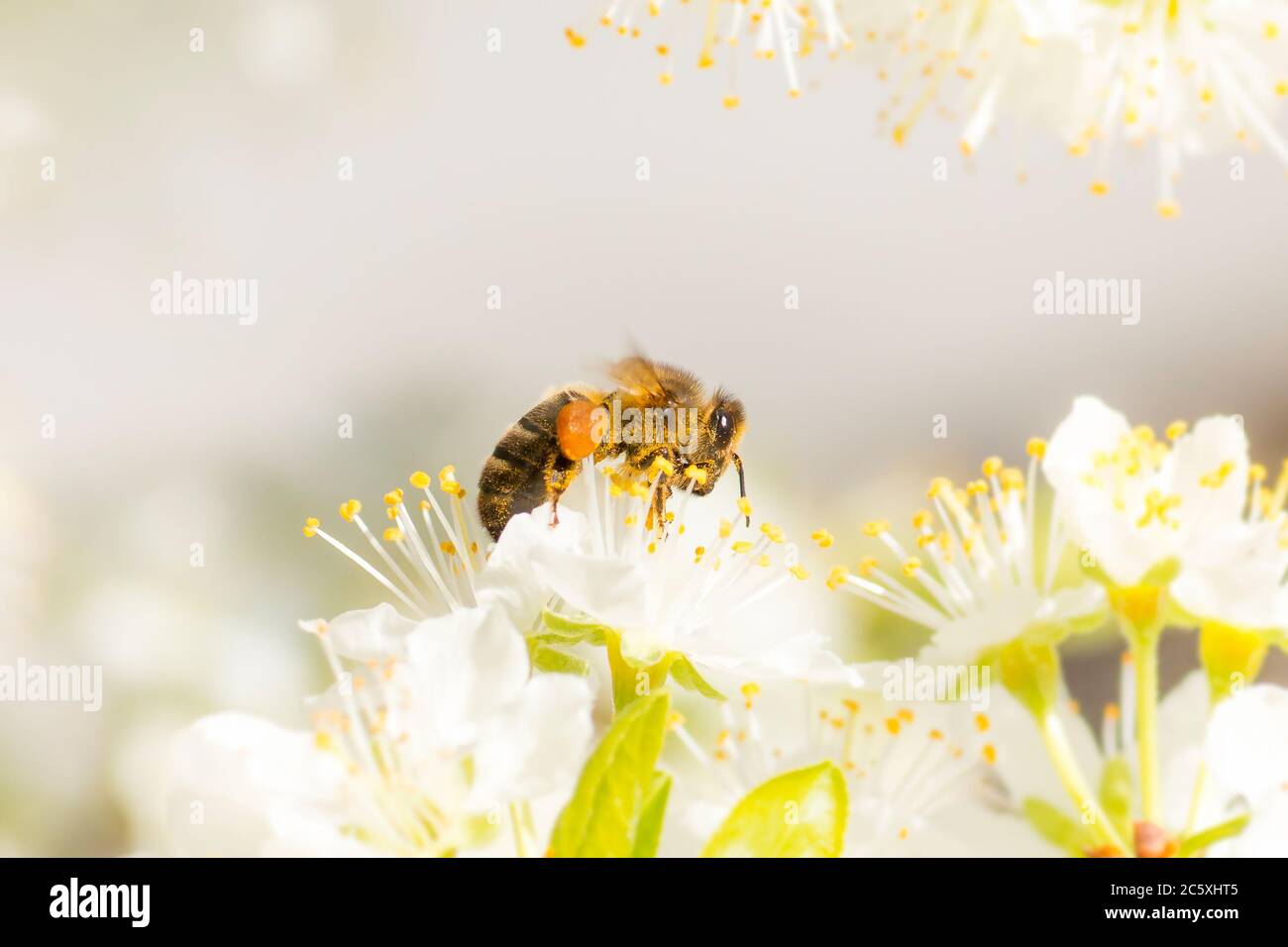 Bee covered in pollen apple blossom hi-res stock photography and images ...