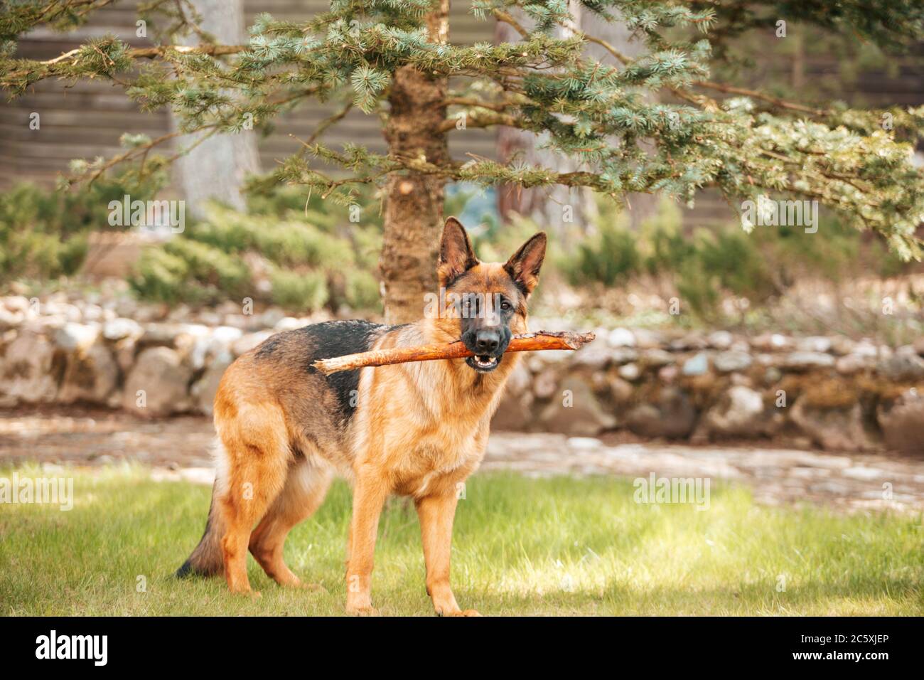 Portrait of a German shepherd with a stick in the mouth. Purebred dog. Stock Photo