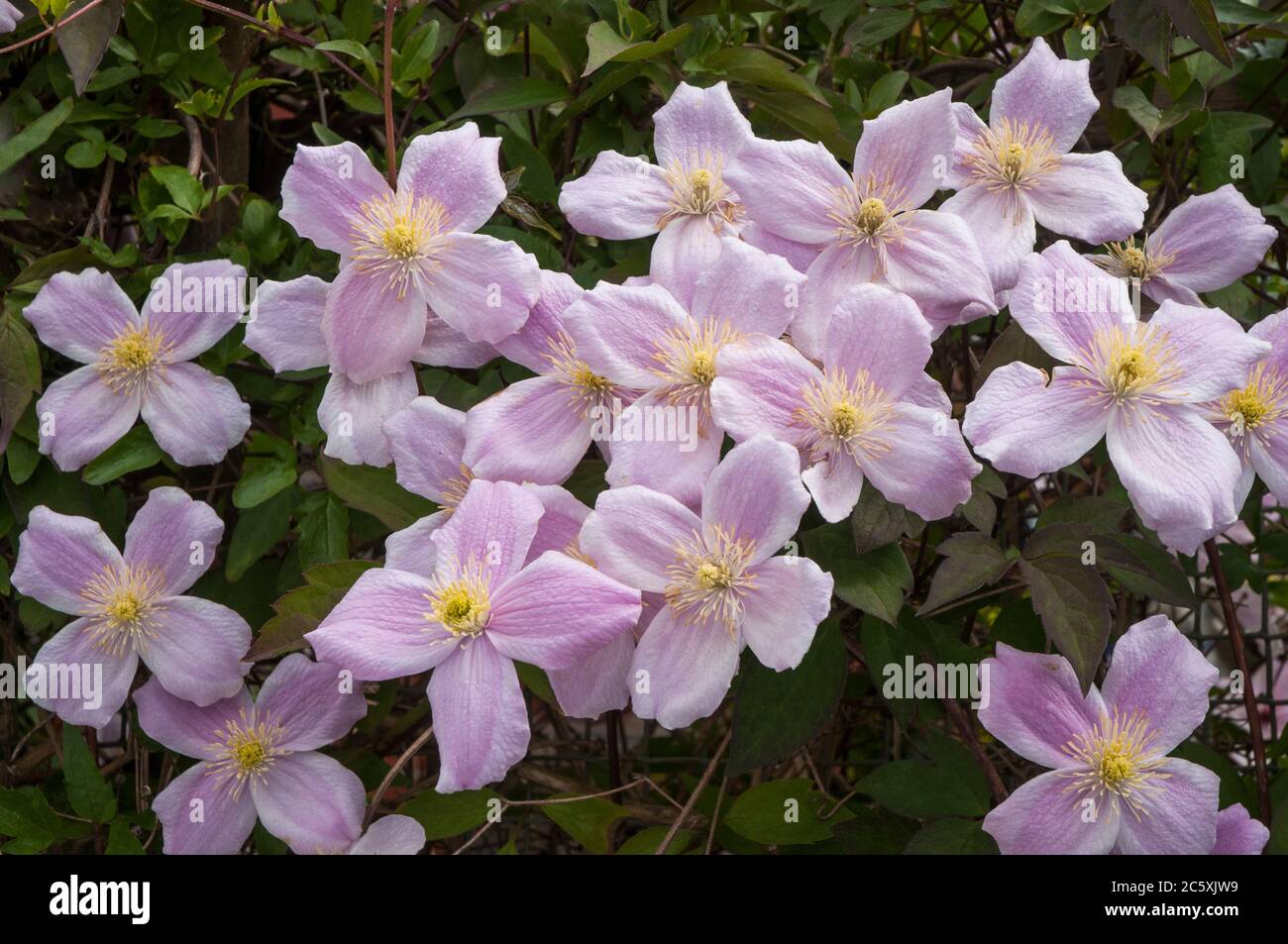 Close up of Clematis montana Tetrarose showing lots of pink flowers in spring. A group 1 clematis that is fully hardy. Stock Photo