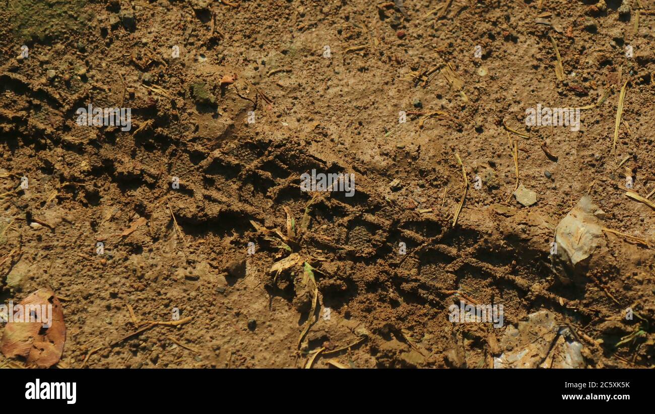 Bike tire tracks left in fresh mud Stock Photo Alamy