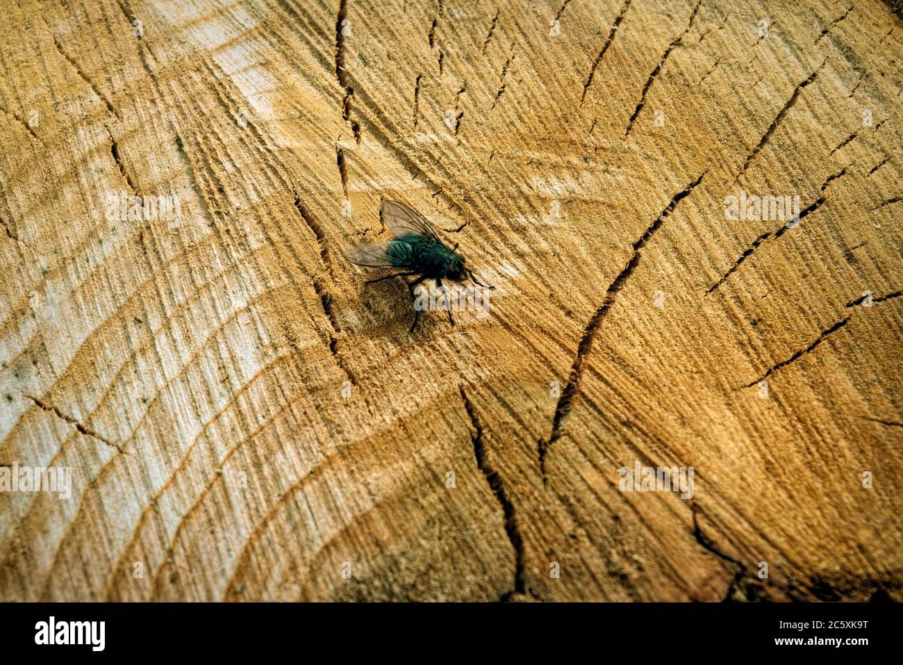 Top view of the fly on the background of a cut stump close-up. Stock Photo