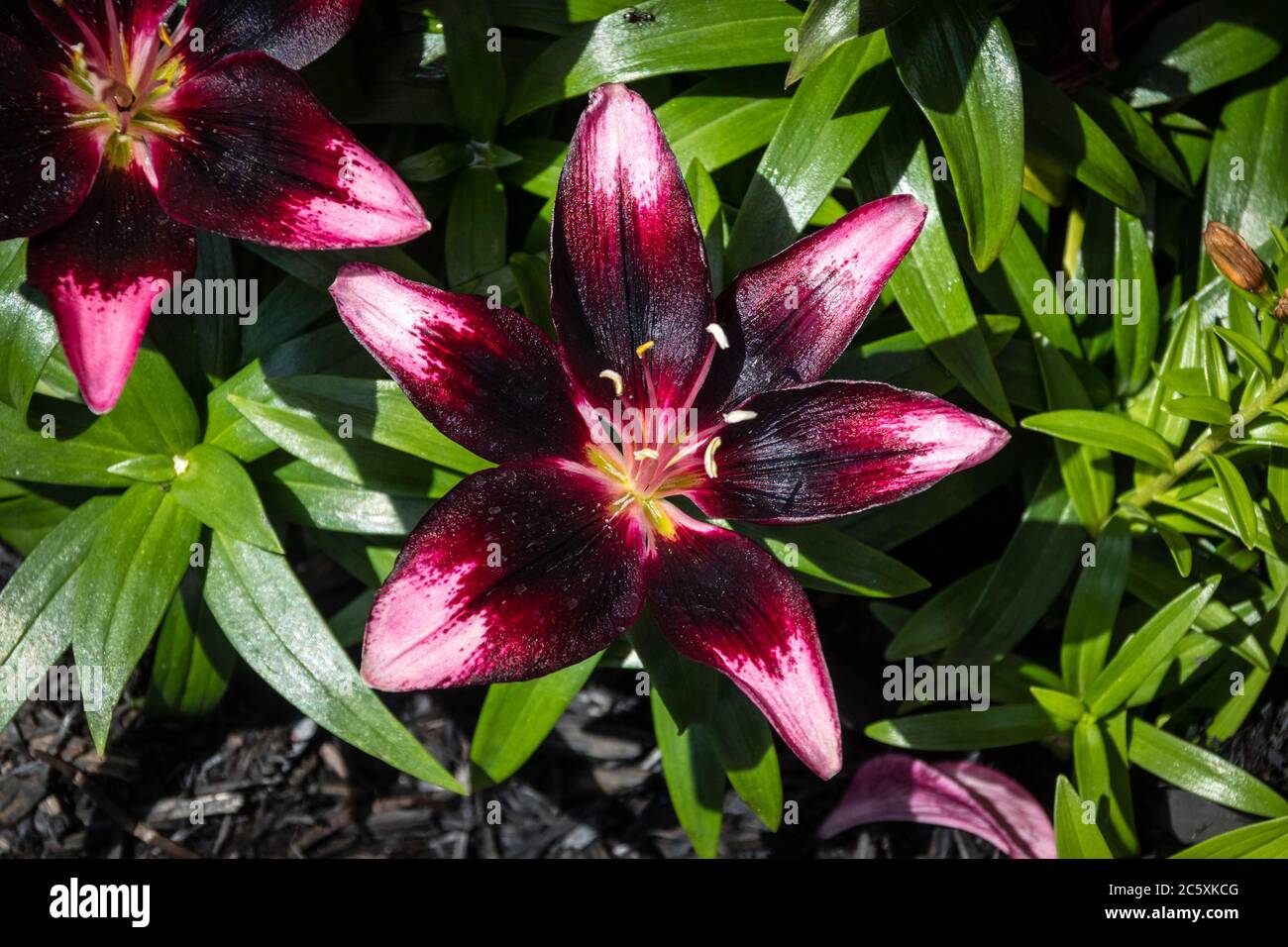 Purple Eye Asiatic Lily flower plant Perennial Stock Photo Alamy