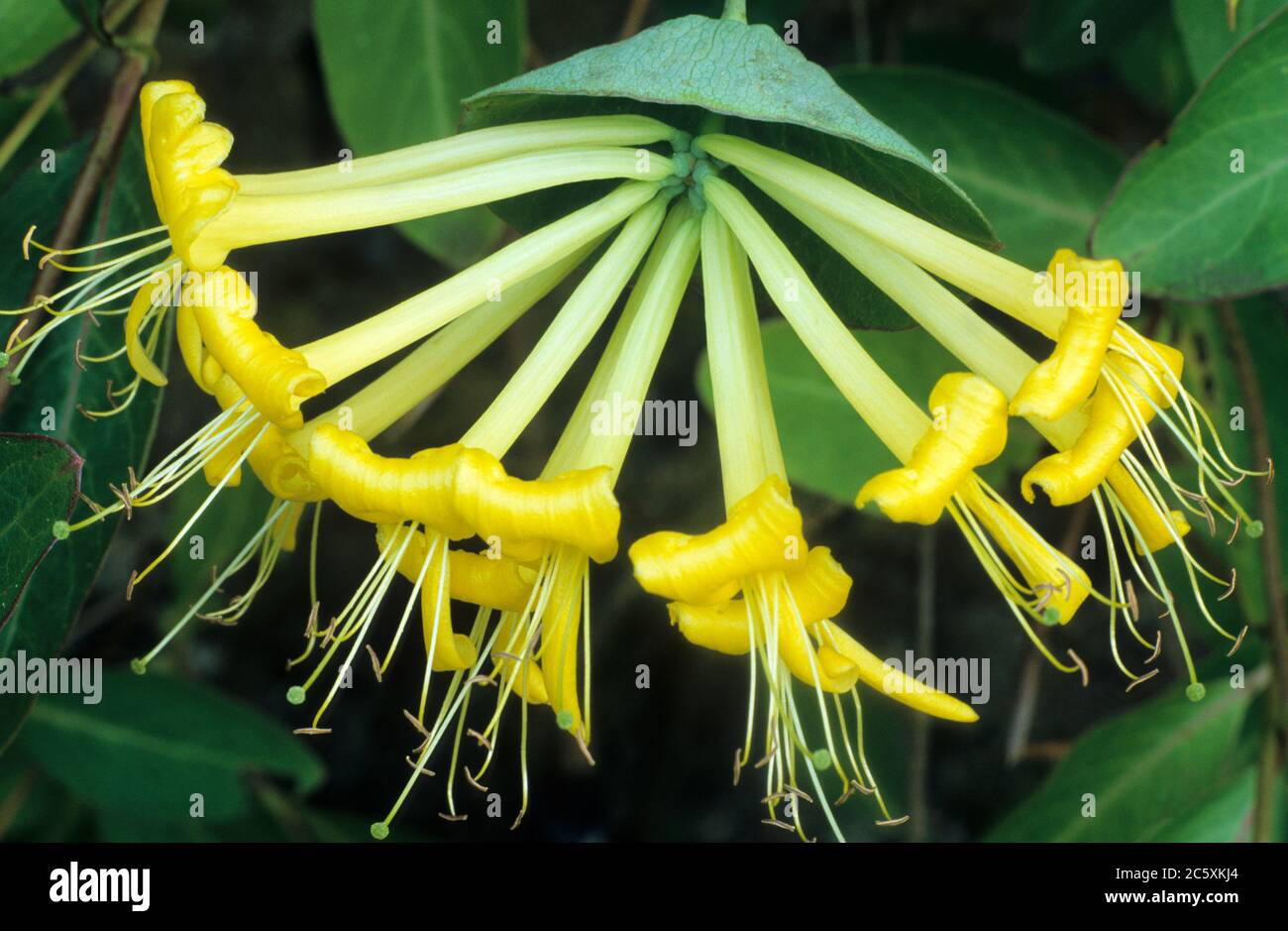 Lonicera tragophylla, honeysuckle, yellow flowers, garden plant, climber, climbing Stock Photo