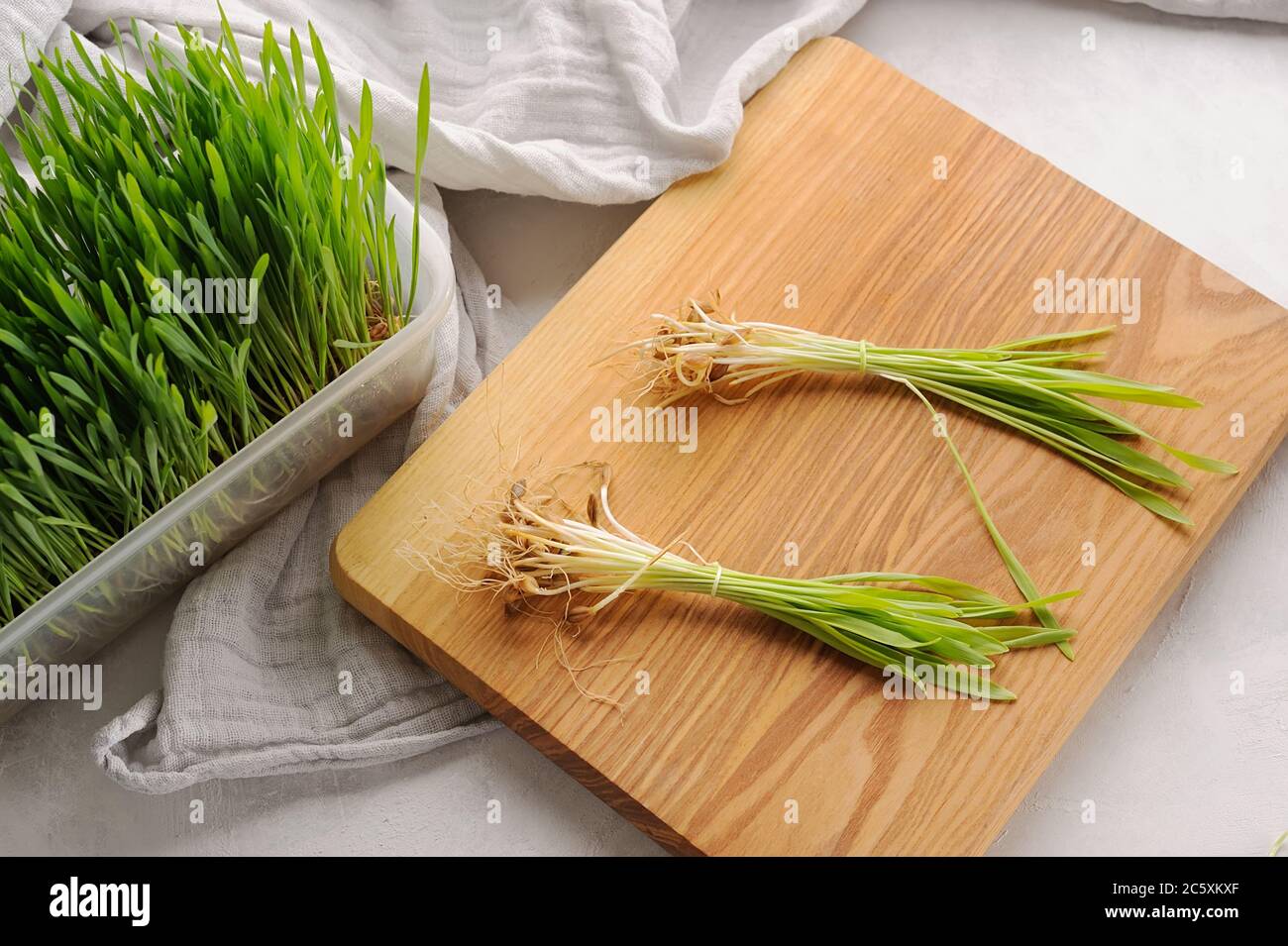 Green wheat grass plant on the cutting board and in the pot.Sprouted wheat. Healthy, detox ingredient. Stock Photo
