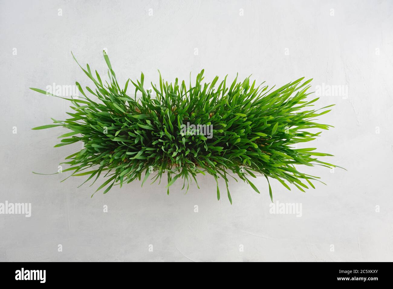 Wheat Grass on the light background. Lifestyle concept.Top view. Horizontal orientation with space for text. Stock Photo