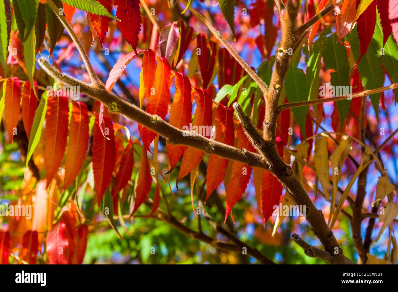 Autumn red and yellow colors of the Rhus typhina, Staghorn sumac