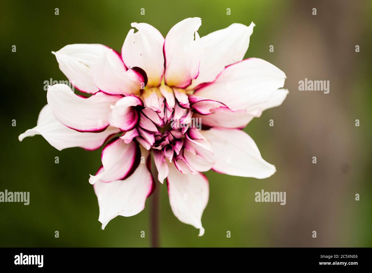 Dinnerplate Dahlia High Resolution Stock Photography and Images - Alamy