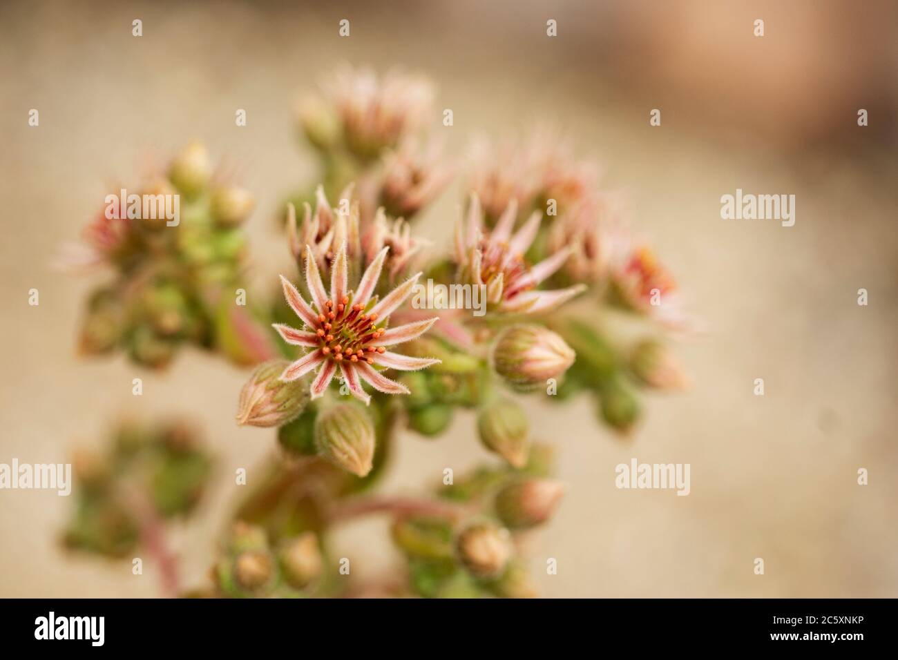 A sempervivum, or houseleek, beginning to flower. A succulent in family Crassulaceae, the plant is beginning to die when flowers appear. Stock Photo