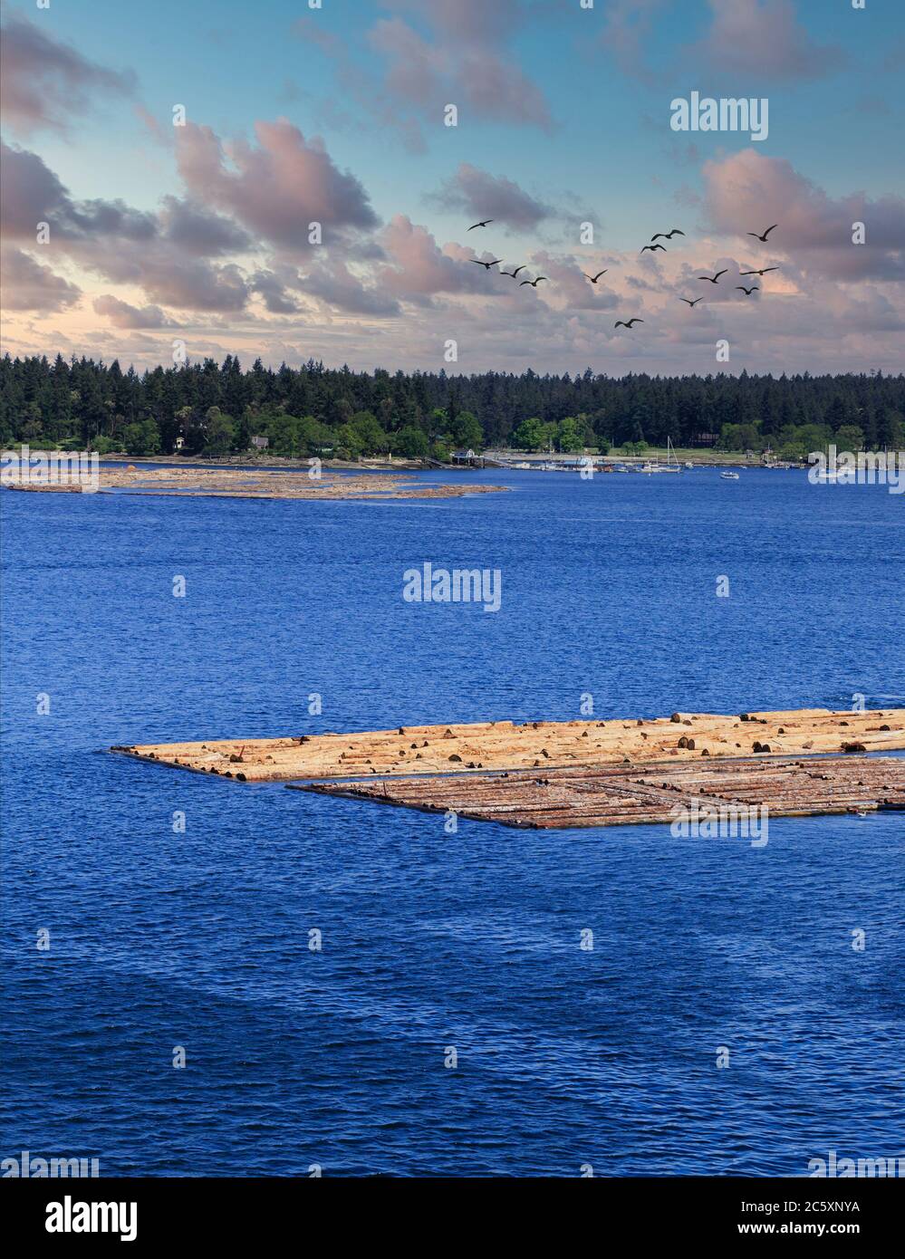 Hardwood Logs in Nanaimo Harbor Stock Photo Alamy