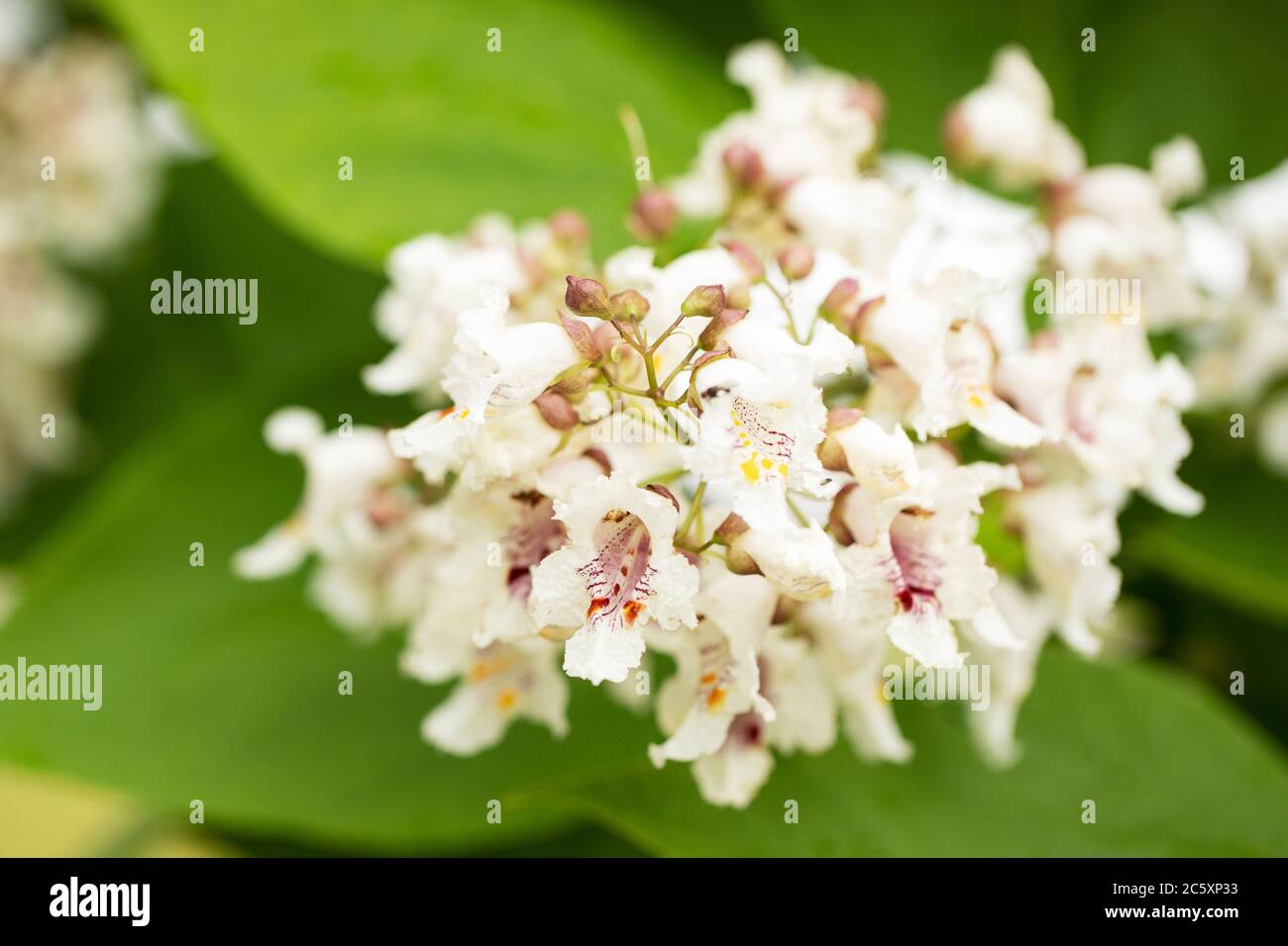 Flowers on a Catalpa bignonioides tree, also known as southern catalpa, cigartree, and Indian bean tree, native to the southeastern United States. Stock Photo